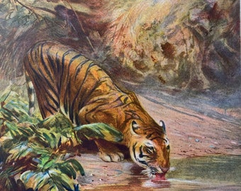 1910 'The Day of Reckoning from a painting by C.E. Swan Original Antique Print - Tiger - Animal Art - Victorian Art - Available Framed