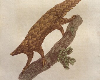 1811 Original Antique Hand-Coloured Engraving - Long Tailed Manis - Wildlife - Wall Decor - Zoology - Decorative Art