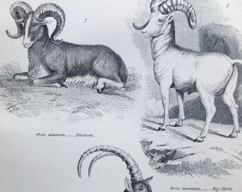 1891 Sheep and Goats Original Antique Print - Mammal - Ibex, Ammon, Big Horn - Available Mounted, Matted and Framed