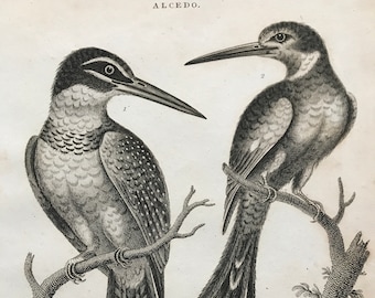 1810 Indian Spotted Kingfisher and Paradise Jacamar Original Antique Copperplate Engraving - Mounted and Matted - Ornithology - Framed