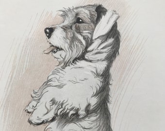 1930 Dandy Dinmont Puppy Original Vintage Print - Cecil Aldin Illustration - Canine Decor - Dog Lover Gift - Puppy - Available Framed