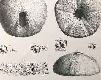 1857 Original Antique Engraving - Fossil Echinodermata of the Oolitic Formations- Palaeontology - Mounted and Matted - Available Framed