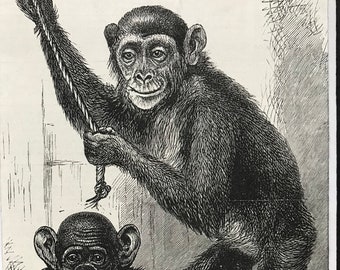 1883 Chimpanzee and Koolokamba at the Zoological Society's Gardens Original Antique Print - Monkey - Mounted and Matted - Available Framed