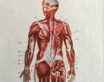1968 Original Vintage Soviet Medical Illustration - Mounted and Matted - Anatomical Print - Medical Decor - Medicine - Available Framed