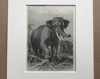1893 Indian Elephant Original Antique Print - Wildlife - Natural History - Animal Art - Mounted and Matted - Available Framed