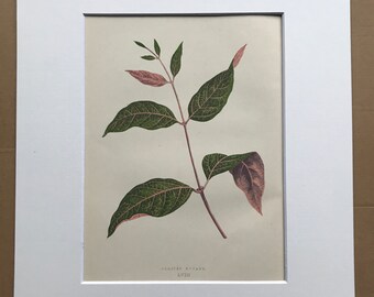 1872 Original Antique Hand Coloured Botanical Illustration - Botany - Beautiful Leaved Plant - Echites Nutans - Available Matted & Framed