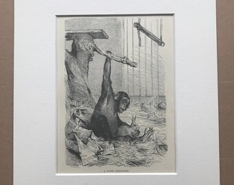 1893 Young Chimpanzee Original Antique Print - Natural History - Wildlife Decor - Monkey - Primate - Mounted and Matted - Available Framed