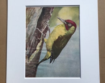 1940s Green Woodpecker Original Vintage Print - Mounted and Matted - Ornithology - Framed Vintage Bird Art