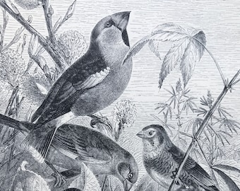 1893 Group of Finches Original Antique Print - Hawfinch, Greenfinch, Linnet, Brambling, Chaffinch - Mounted and Matted - Available Framed