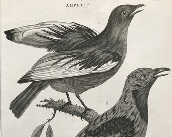 1810 Pompadour Chatterer & Purple-Throated Chatterer Original Antique Copperplate Engraving - Mounted and Matted - Ornithology - Framed