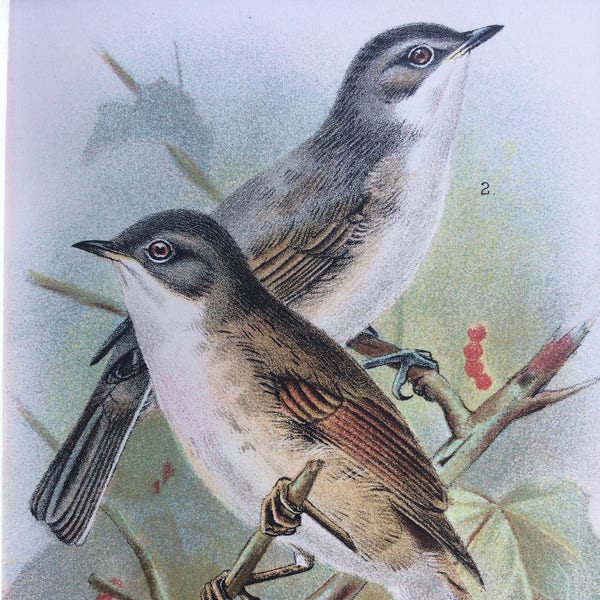 1896 Whitethroat and Lesser Whitethroat Original Antique Chromolithograph - Oiseau - Ornithologie - Monté et emmêlé - Disponible Encadré