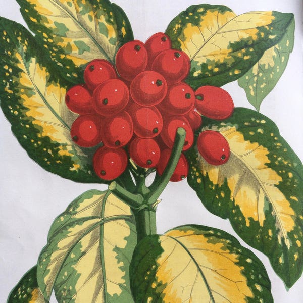 1876 Beautiful Original Antique Hand-Coloured Botanical Illustration - Botany - Aucuba Japonica Aureo-Maculata - Wall Decor - Leaf - Plant
