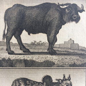 Puede incluir: Un grabado detallado en blanco y negro de dos tipos diferentes de búfalos. La imagen superior muestra un gran búfalo con cuernos curvos y un pelaje texturizado. La imagen inferior representa un búfalo más pequeño y manchado con una joroba.