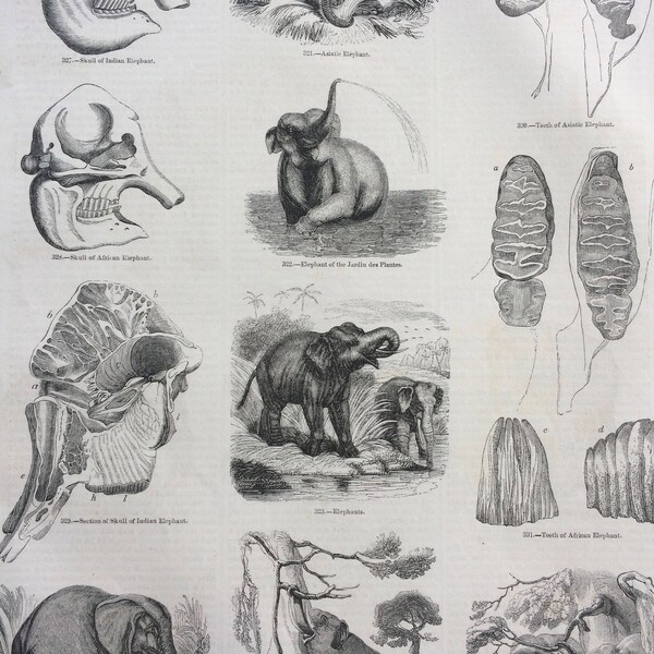 1856 Große Original Antike Gravur - Elefanten: Stöbern, Afrikanischer Elefant, asiatischer Elefant, Zähne, Totenkopf, Anatomie - Wildlife Wall Decor