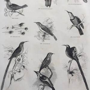 1856 Large Original Antique Bird Engraving - Hummingbird, Honeysucker, Sunbird, Promerops, Poe Bird, Epimachus - Ornithology - Wall Decor