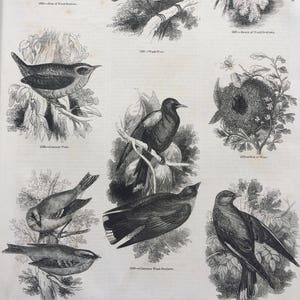 May include: A detailed monochrome print showcasing various bird illustrations, including a nest with eggs, birds perched on branches, and birds in flight. Text labels identify each bird species, offering a glimpse into ornithological study.