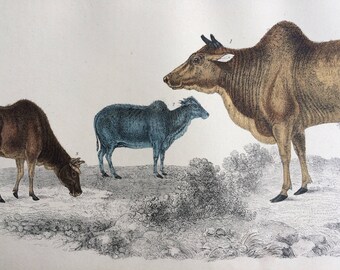 Zebu Cattle Etsy