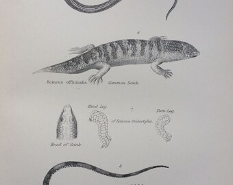 Urodela Original Antique Encyclopaedia Illustration Siren Eel Marine Wildlife wall decor home decor 1891 EEL Fish