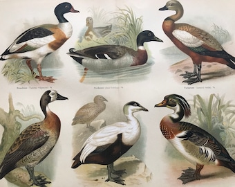 1897 Ducks Original Antique Print - Available Framed - Bird Art - Ornithology - Vintage Wall Decor