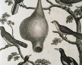 1819 Original Antique Engraving - Ornithology - Cuckoo and Oriole Varieties - Baltimore Oriole Nest - Bird Art - Available Matted and Framed