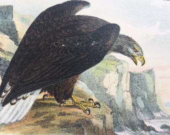 1896 White-Tailed Sea Eagle Original Antique Chromolithograph - Bird - Ornithology - Mounted and Matted - Available Framed