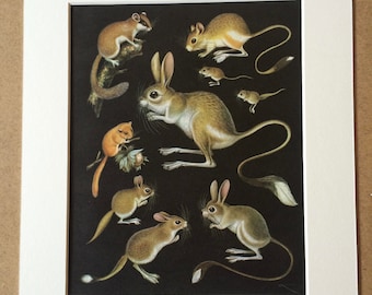 1968 Original Vintage Print - Mounted and Matted - Dormouse & Jerboa Varieties  - Available Framed