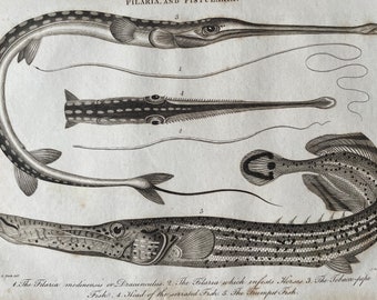 1810 Tobacco Pipefish, Guinea Worm, Serrated Fish, Trumpet Fish Original Antique Copperplate Engraving - Ichthyology - Available Framed