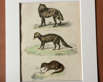 1862 Striped Hyaena Civet Egyptian Ichneumon Original Antique Hand Coloured Engraving - Available Mounted, Matted and Framed - Wildlife