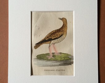 1815 Golden Plover Original Antique Hand-Coloured Engraving - Ornithology - Vintage Bird Art - Mounted and Matted - Available Framed