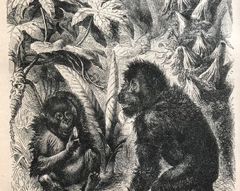 c.1860 Original Antique Print - Orangutans - Natural History - Animal Art - Mounted and Matted - Available Framed