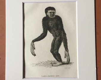 1800 Long-Armed Ape Original Antique Engraving - Zoology - Natural History - Primate - Available Framed