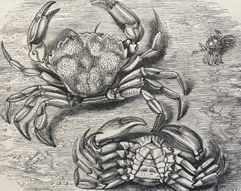 1863 Green Crab Original Antique Print - Crustacean - Ocean Wildlife - Mounted and Matted - Available Framed