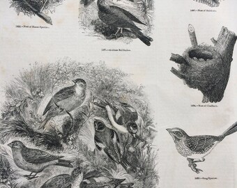 1856 Large Original Antique Bird Engraving - Goldfinch, Arabian Bullfinch, Chaffinch Nest, Song-Sparrow - Ornithology - Wall Decor