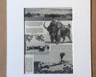 1940s Bison - Vanquished Monarch's of the Plains Original Vintage Print - Mounted and Matted - American Bison - Available Framed