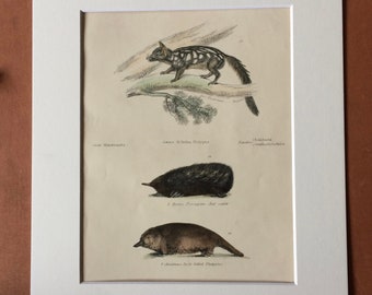 1862 Platypus, Porcupine Anteater, Duck-billed Platypus Original Antique Hand Coloured Engraving - Available Mounted, Matted and Framed