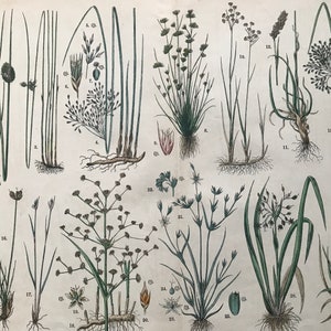 1880 年 大型オリジナルアンティーク植物リトグラフ - 植物プリント - 植物学 - 植物 - 植物アート - 壁装飾 - 草 - スゲ - 葦