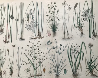 1880 Large Original Antique Botanical Lithograph - Botanical Print - Botany - Plants - Botanical Art - Wall Decor - Grass - Sedge - Reed