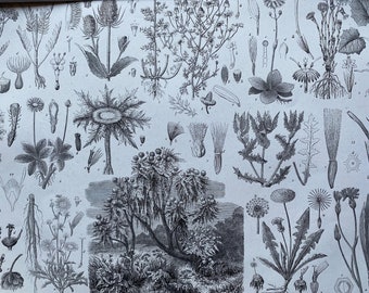 1869 Botany Large Original Antique Illustration - Echinops, Valerian, Salsify, Coltsfoot, Teasel - Botanical Art - Mounted and Matted