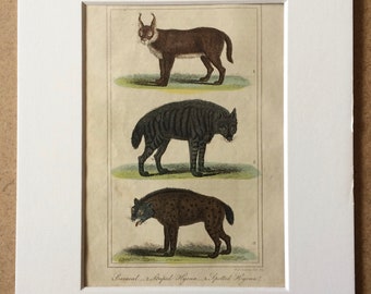 1828 Original Antique Hand-Coloured Engraving - Caracal, Striped Hyaena, Spotted Hyaena - Zoology - Framed Art - Natural History - Decor