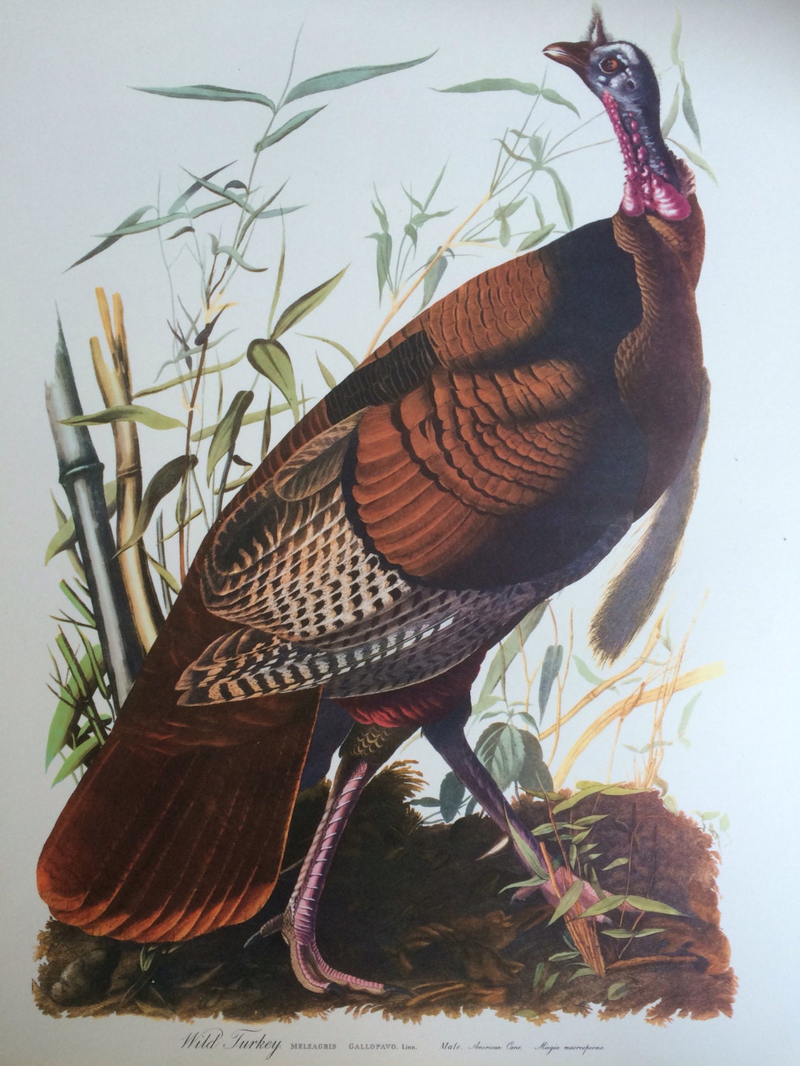 Wild Turkey Large Original Vintage 1964 Audubon Print 14 X 17 Inches Bird Decor Vintage Decor