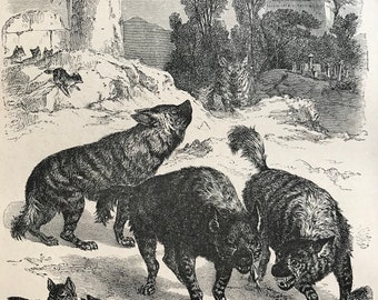 c.1860 Original Antique Print - Striped Hyaenas and Jackals - Natural History - Animal Art - Mounted and Matted - Available Framed