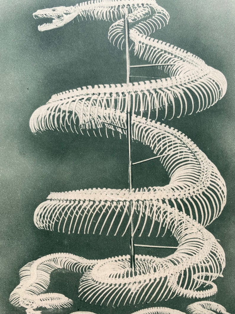 1930s Malay Python Skeleton Original Vintage Print - Etsy