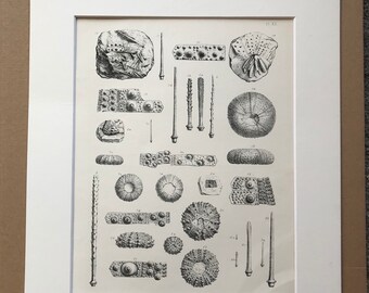 1857 Original Antique Engraving - Fossil Echinodermata of the Oolitic Formations- Palaeontology - Mounted and Matted - Available Framed