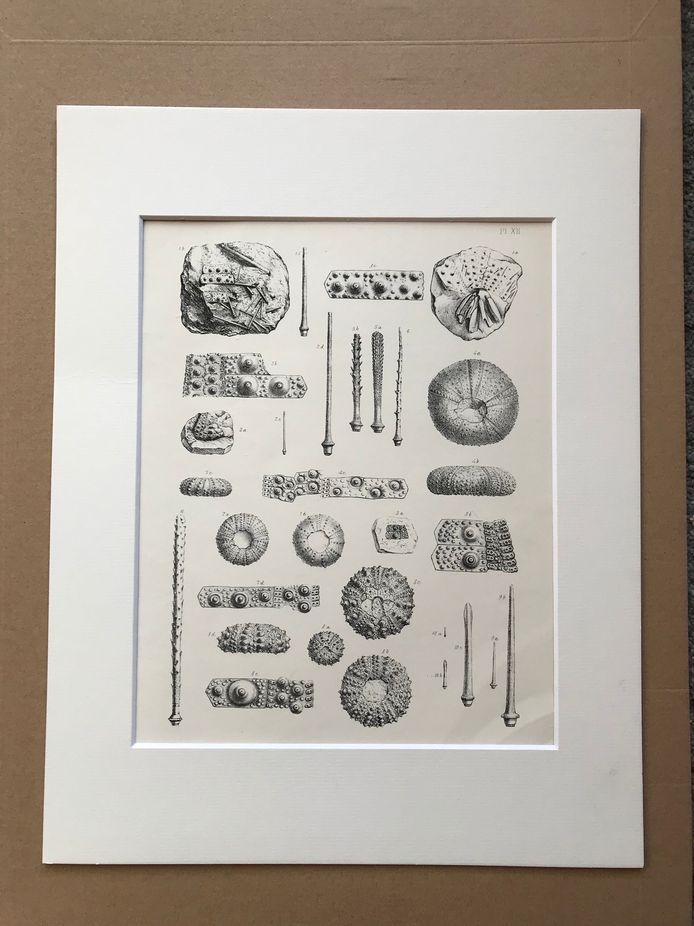 1857 Original Antique Engraving Fossil Echinodermata of the Oolitic