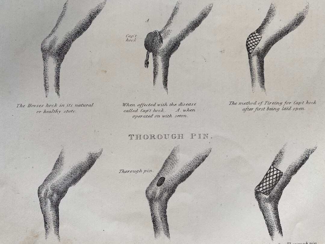 1870 Capped Hock and Thorough Pin Original Antique Print Etsy