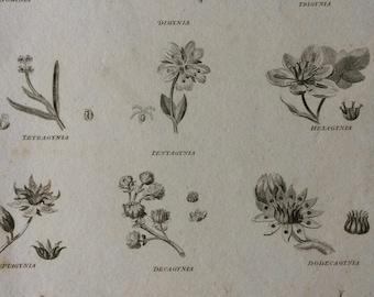 1819 Classes of Botany Original Antique Engraving - Available Mounted and Matted - Botanical Art - Flower - Plant - Available Framed