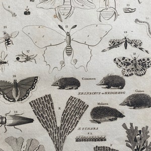 1806 Entomology and Hedgehog Original Antique Engraving - Encyclopaedia - Mounted and Matted - Available Framed