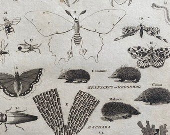 1806 Entomology and Hedgehog Original Antique Engraving - Encyclopaedia - Mounted and Matted - Available Framed