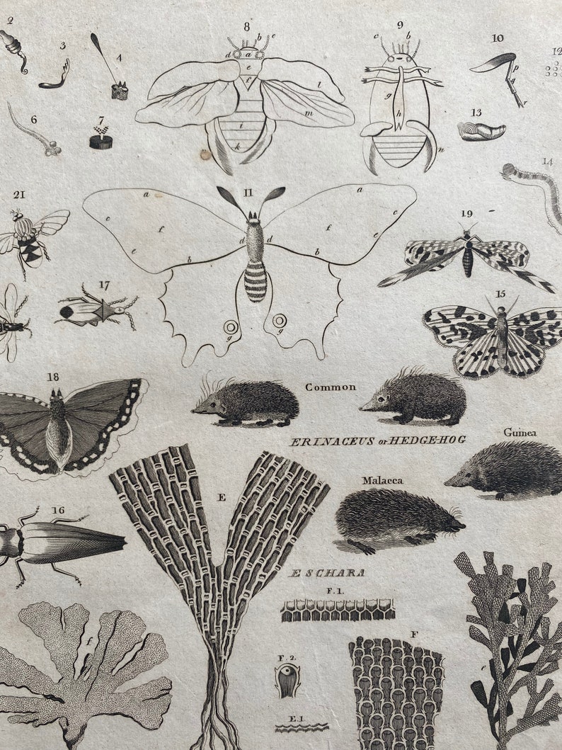 1806 Entomology and Hedgehog Original Antique Engraving - Encyclopaedia ...