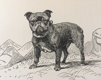 1900 Toy Bulldog Original Vintage Dog Illustration - Animal Art - Dog Drawing - Decorative Wall Art - Framed Art - Gift Idea